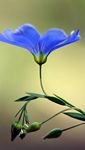 pic for Blue Flower 